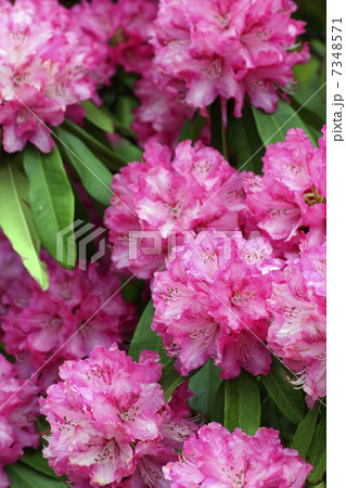 西洋シャクナゲ。 7348571