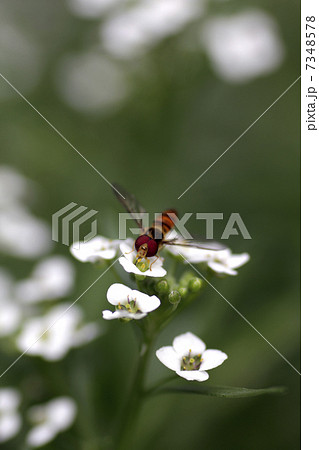 スイートアリッサムと花アブ。 7348578