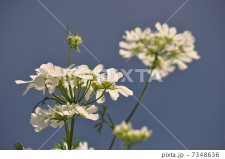 オルレア 7348636