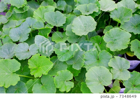 カボチャ 7348649