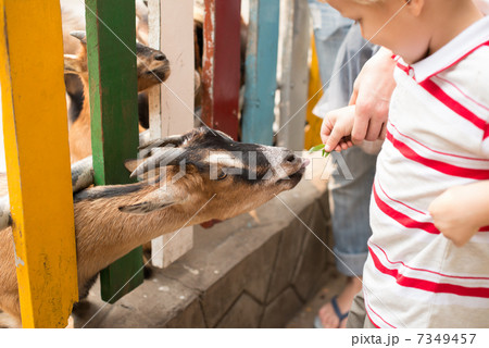 Petting zoo Petting zoo 7349457