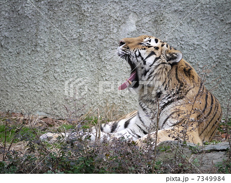 あくびをする虎の写真素材
