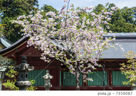 塩釜神社の塩釜桜の写真素材