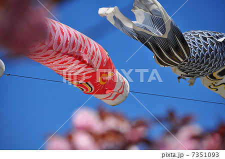 緋鯉に真鯉 緋鯉に真鯉 7351093