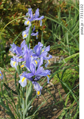 あやめ あやめ 7351102