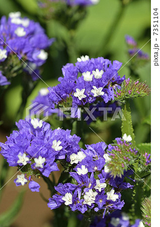 スターチス(紫色の萼片) スターチス(紫色の萼片) 7351104