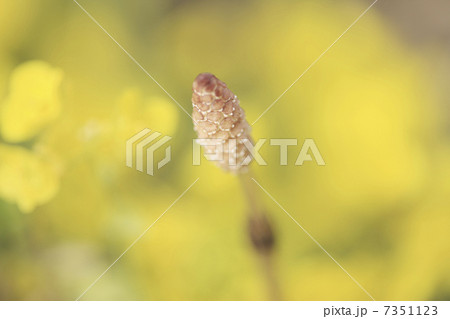 葉の花と土筆 葉の花と土筆 7351123