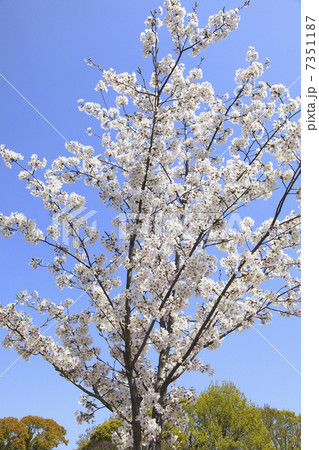 苗木 苗木 7351187