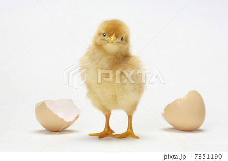 ヒヨコ 7351190