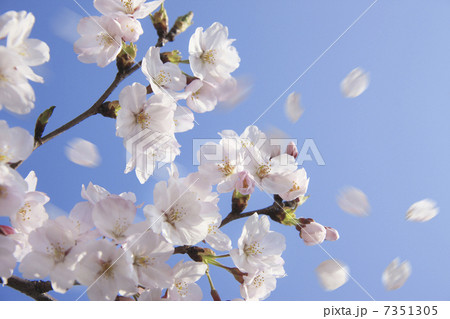 桜クローズアップ 7351305