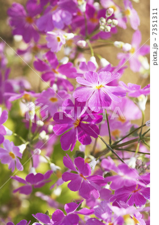 さくら草 さくら草 7351311