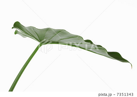 観葉植物の葉 観葉植物の葉 7351343