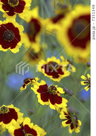 ハルシャギク 7351349