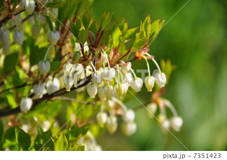 ドウダンツツジの花 ドウダンツツジの花 7351423