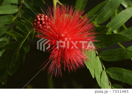 カリアンドラ カリアンドラ 7351465