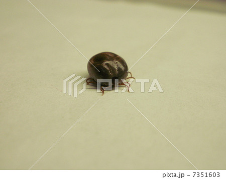 マダニ マダニ 7351603