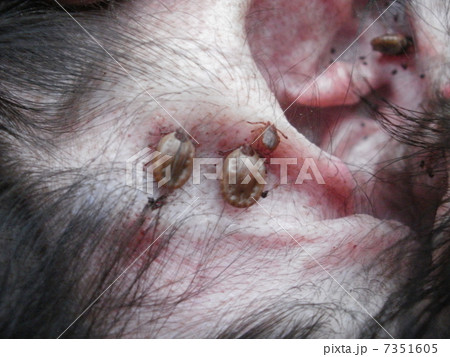 マダニ マダニ 7351605