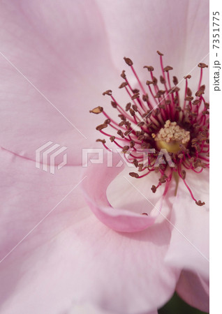 薔薇のクローズアップ 7351775