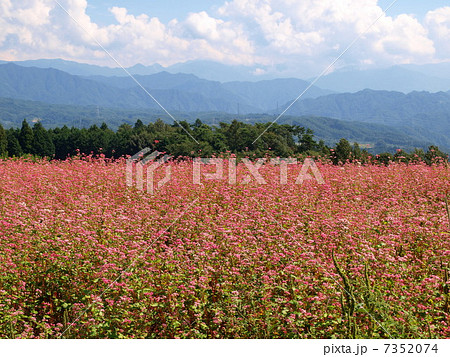 赤そば畑 7352074