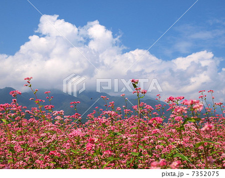 赤そば畑 7352075