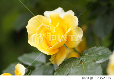 バラの花 7352115