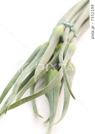 ニンニクの芽 7352199