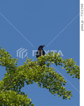 五月晴れの空の下新録のイチョウの梢に止まるハシボソガラス 7352306