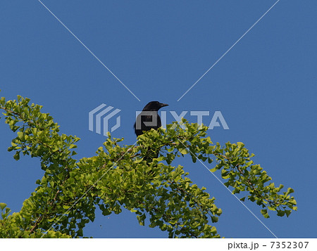 五月晴れの空の下新録のイチョウの梢に止まるハシボソガラス 7352307