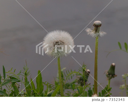 綿毛を飛ばすたんぽぽ 7352343