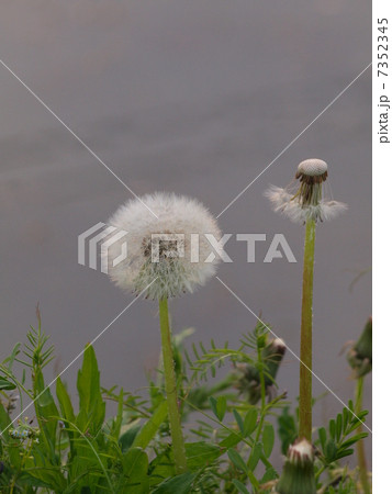 綿毛を飛ばすたんぽぽ 7352345