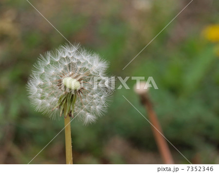 綿毛を飛ばすたんぽぽ 7352346