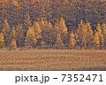 カラマツ林 7352471
