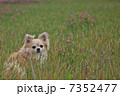 犬 7352477