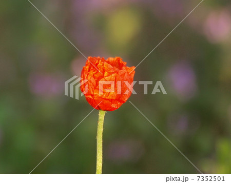 オレンジ色のポピーの花（クローズアップ） 7352501