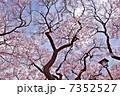高遠の桜 7352527