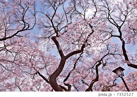 高遠の桜 7352527
