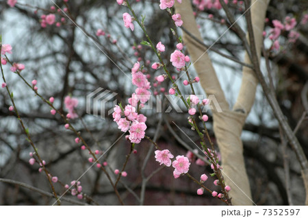 花桃 花桃 7352597