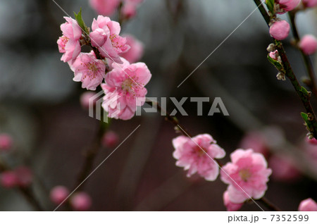 花桃 花桃 7352599