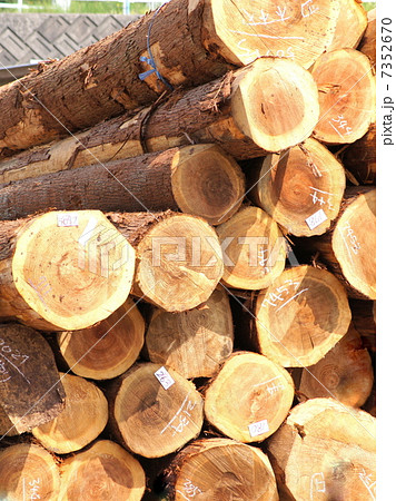 丸太の集積場（製材所） 7352670
