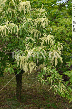 栗の木 栗の木 7352743
