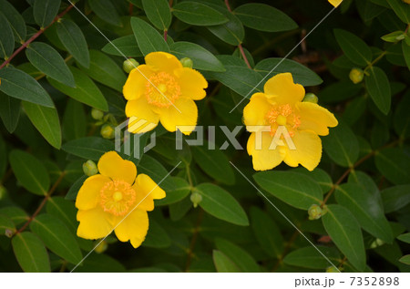 キンシバイ 7352898