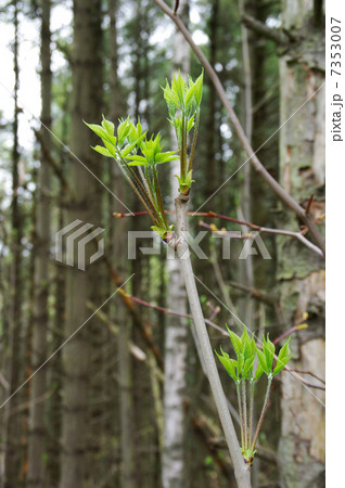 コシアブラ 7353007