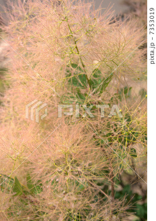 スモークツリー・ヤングレディ 7353019