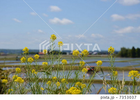 菜の花と田園風景 7353037