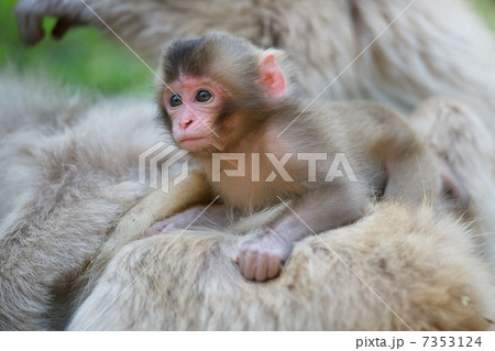 ニホンザル 7353124