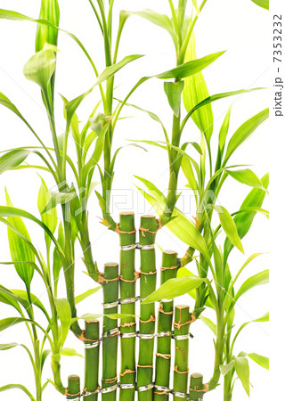 Bamboo leaves isolated on white background Bamboo leaves isolated on white background 7353232