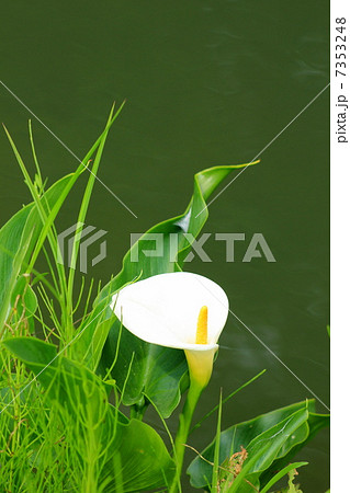 白いカラー 白いカラー 7353248