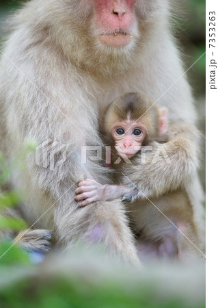 ニホンザル 7353263