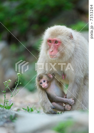 ニホンザル 7353264