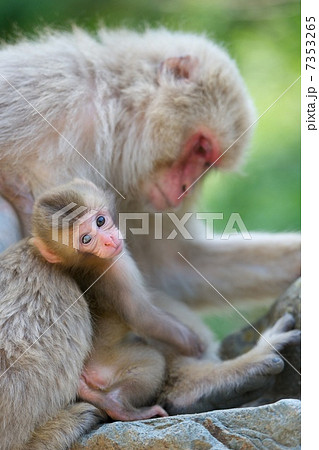 ニホンザル 7353265